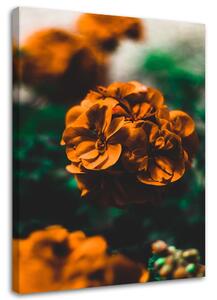Obraz na plátne Oranžové kvety Rozmery: 40 x 60 cm