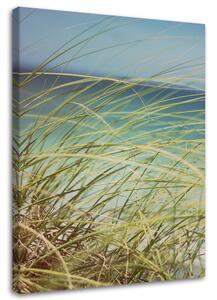 Obraz na plátne Tráva na dunách Rozmery: 40 x 60 cm