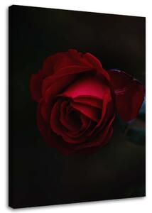 Obraz na plátne Ruža na čiernom pozadí Rozmery: 40 x 60 cm