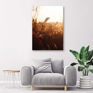 Obraz na plátne Lúka na slnku Rozmery: 40 x 60 cm