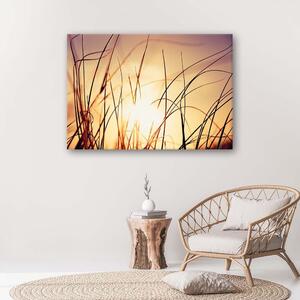 Obraz na plátne Tráva na slnku Rozmery: 60 x 40 cm