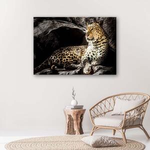 Obraz na plátne Leopard na skalách Rozmery: 60 x 40 cm