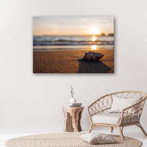 Obraz na plátne Mušle na pláži Rozmery: 60 x 40 cm