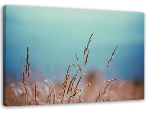 Obraz na plátne Čepele trávy Rozmery: 60 x 40 cm