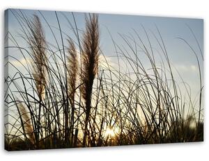 Obraz na plátne Trstina na slnku Rozmery: 60 x 40 cm