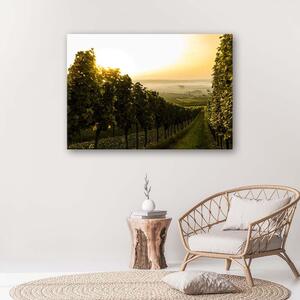 Obraz na plátne Zelená vinica Rozmery: 60 x 40 cm