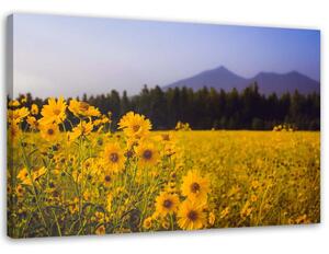 Obraz na plátne Žlté poľné kvety Rozmery: 60 x 40 cm