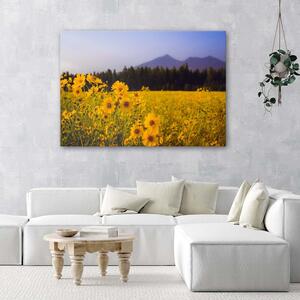 Obraz na plátne Žlté poľné kvety Rozmery: 60 x 40 cm