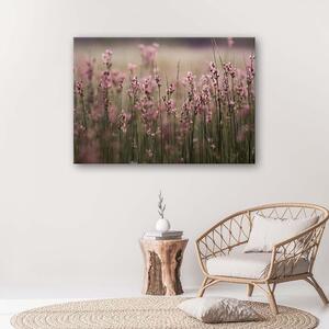 Obraz na plátne Ružové poľné kvety Rozmery: 60 x 40 cm