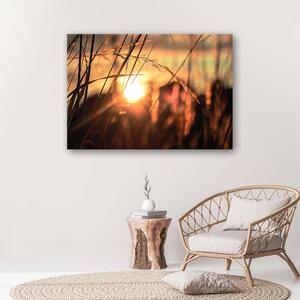 Obraz na plátne Hroty na slnku Rozmery: 60 x 40 cm