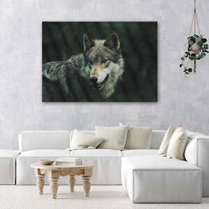 Obraz na plátne Sivý vlk Rozmery: 60 x 40 cm