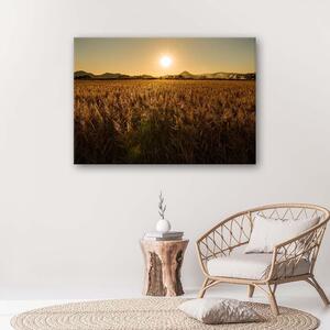 Obraz na plátne Kukuričné pole Rozmery: 60 x 40 cm
