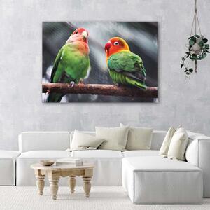 Obraz na plátne Farebné papagáje Rozmery: 60 x 40 cm