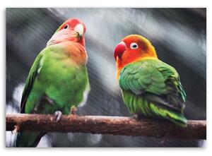 Obraz na plátne Farebné papagáje Rozmery: 60 x 40 cm