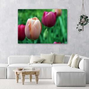 Obraz na plátne Ružové tulipány Rozmery: 60 x 40 cm
