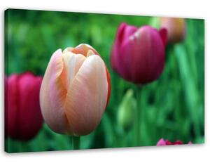Obraz na plátne Ružové tulipány Rozmery: 60 x 40 cm
