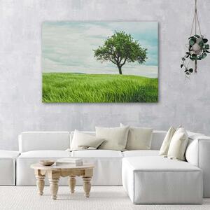 Obraz na plátne Strom v poli Rozmery: 60 x 40 cm