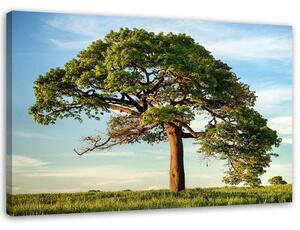 Obraz na plátne Veľký strom Rozmery: 60 x 40 cm