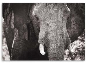 Obraz na plátne Čiernobiely slon Rozmery: 60 x 40 cm