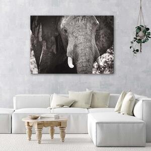 Obraz na plátne Čiernobiely slon Rozmery: 60 x 40 cm