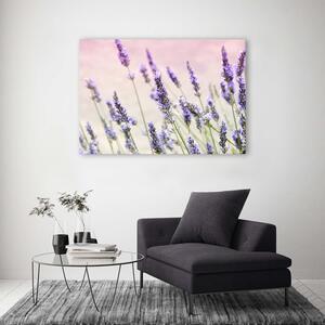 Obraz na plátne Levanduľové kvety Rozmery: 60 x 40 cm