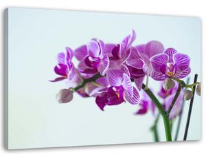 Obraz na plátne Vetva orchidey Rozmery: 60 x 40 cm