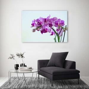 Obraz na plátne Vetva orchidey Rozmery: 60 x 40 cm