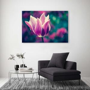 Obraz na plátne Otvorený tulipán Rozmery: 60 x 40 cm