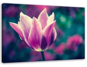 Obraz na plátne Otvorený tulipán Rozmery: 60 x 40 cm
