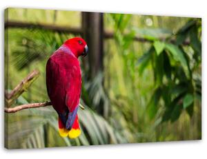 Obraz na plátne Papagáj z raja Rozmery: 60 x 40 cm