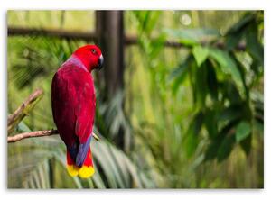 Obraz na plátne Papagáj z raja Rozmery: 60 x 40 cm