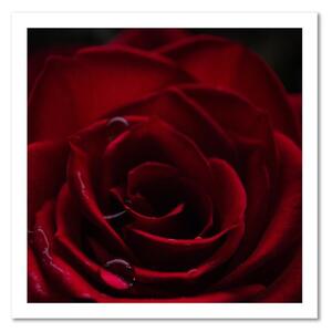 Obraz na plátne Prívesok červenej ruže Rozmery: 30 x 30 cm
