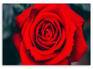 Obraz na plátne Krásna červená ruža Rozmery: 60 x 40 cm