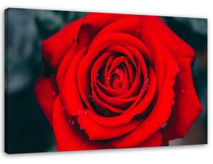 Obraz na plátne Krásna červená ruža Rozmery: 60 x 40 cm