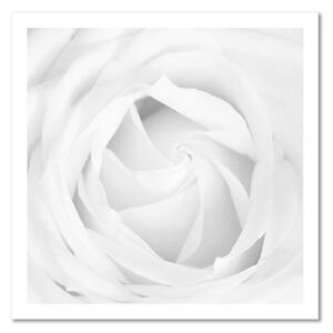 Gario Obraz Biela ruža Veľkosť: 30 x 30 cm, Prevedenie: Panelový obraz