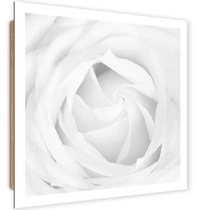 Gario Obraz Biela ruža Veľkosť: 30 x 30 cm, Prevedenie: Panelový obraz
