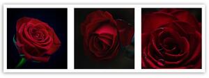 Obraz na plátne Červené ruže Rozmery: 90 x 30 cm
