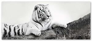 Obraz na plátne Pozorný tiger Rozmery: 90 x 30 cm