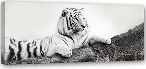 Obraz na plátne Pozorný tiger Rozmery: 90 x 30 cm