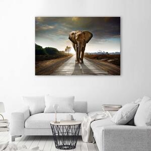 Obraz na plátne Putovanie slona Rozmery: 60 x 40 cm