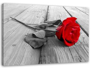 Obraz na plátne Červená ruža Rozmery: 60 x 40 cm