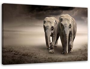 Obraz na plátne Slony v púšti Rozmery: 60 x 40 cm