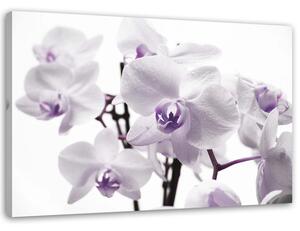 Obraz na plátne Biela a fialová orchidea Rozmery: 60 x 40 cm