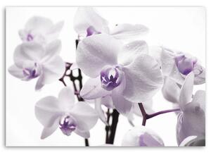 Obraz na plátne Biela a fialová orchidea Rozmery: 60 x 40 cm