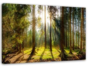 Obraz na plátne Lúče v slnečnom lese Rozmery: 60 x 40 cm