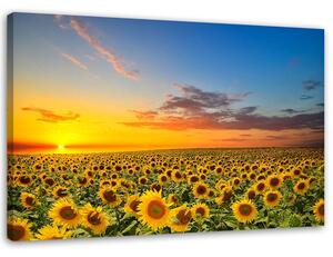 Obraz na plátne Lúka slnečnice pri západe slnka Rozmery: 60 x 40 cm