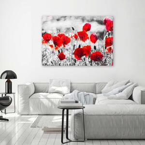 Obraz na plátne Červené poľné maky Rozmery: 60 x 40 cm