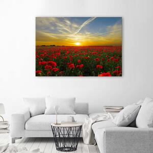 Obraz na plátne Lúka červených makov na slnku Rozmery: 60 x 40 cm
