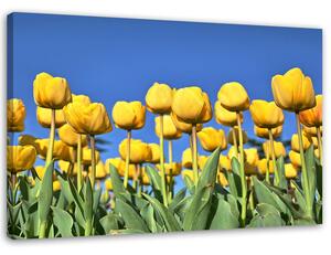 Obraz na plátne Žlté tulipány na lúke Rozmery: 60 x 40 cm