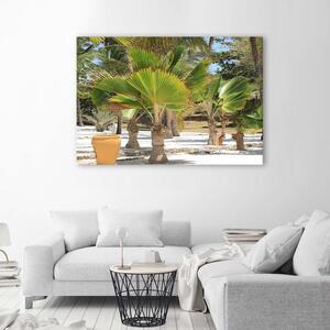 Obraz na plátne Tropické stromy Rozmery: 60 x 40 cm